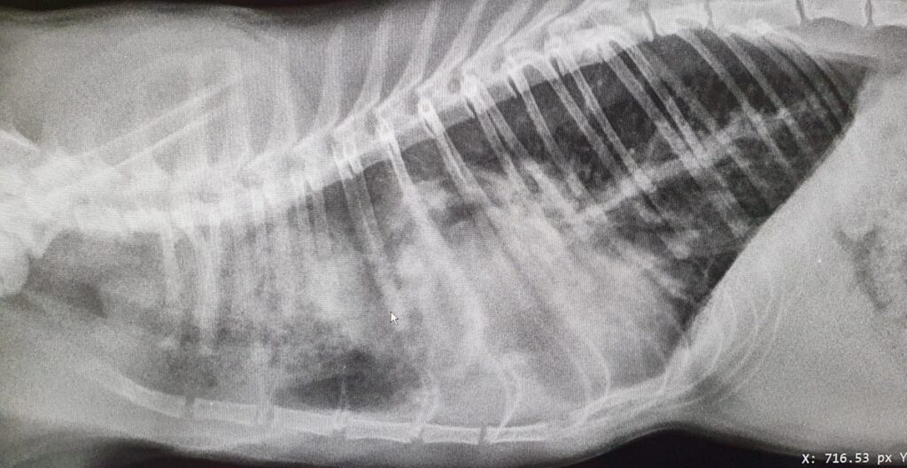 röntgenfoto dierenkliniek oost-betuwe kat